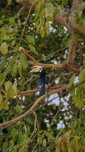 efflux_pangkor_p5